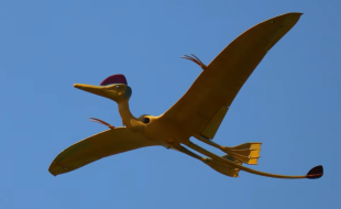 Wacky Wings at Inter-Ex!